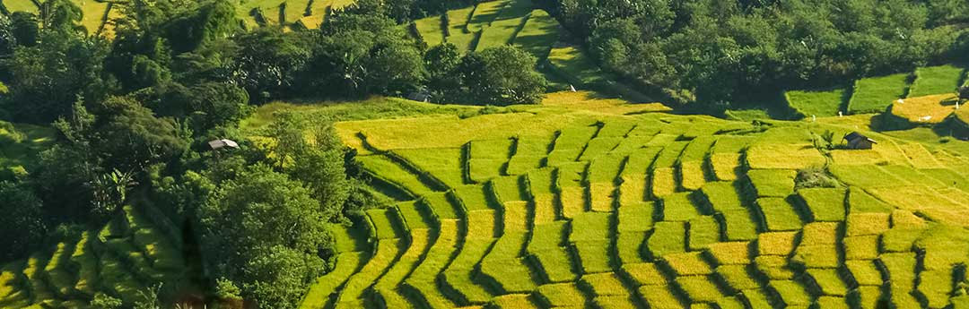 Farm fields to denote the land sold by the wife to pay off her debts.