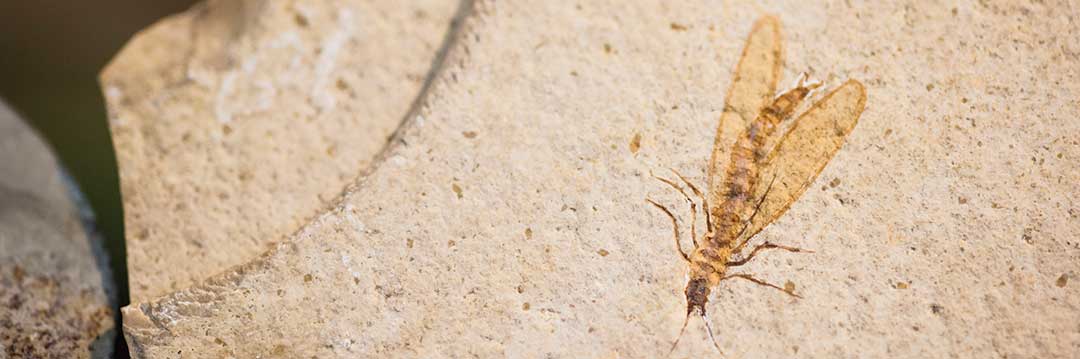 A fossil showing that these standards have not changed with the times.