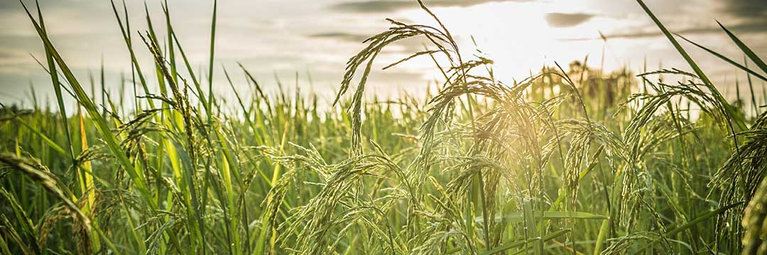 Pictured is a farm plot in a rural area. Former Filipinos can own up to 3 hectares in rural areas for commercial use.
