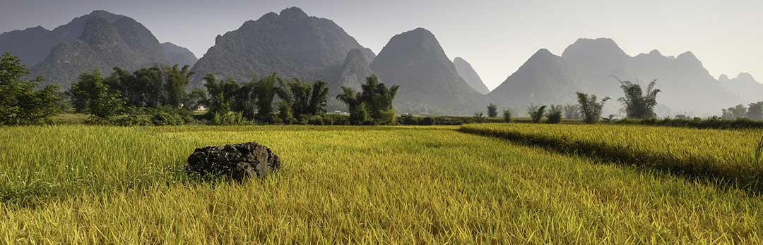 A rice field showing that former Filipinos can own some land.