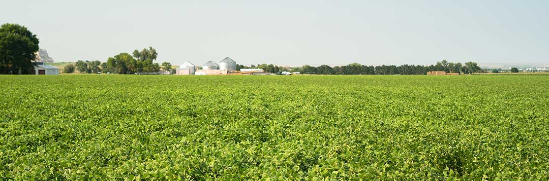 A green Field with buildings in the far distance signifying Philippine Inheritance Law and the inheritance rights of a surviving spouse Philippines.